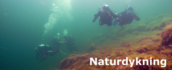 naturdykning_banner